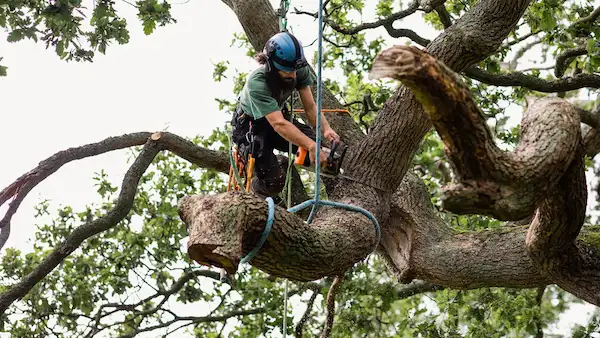 Tree Hazard on a Rented Property