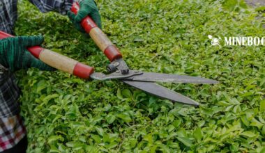 who is responsible for trees in a rented property