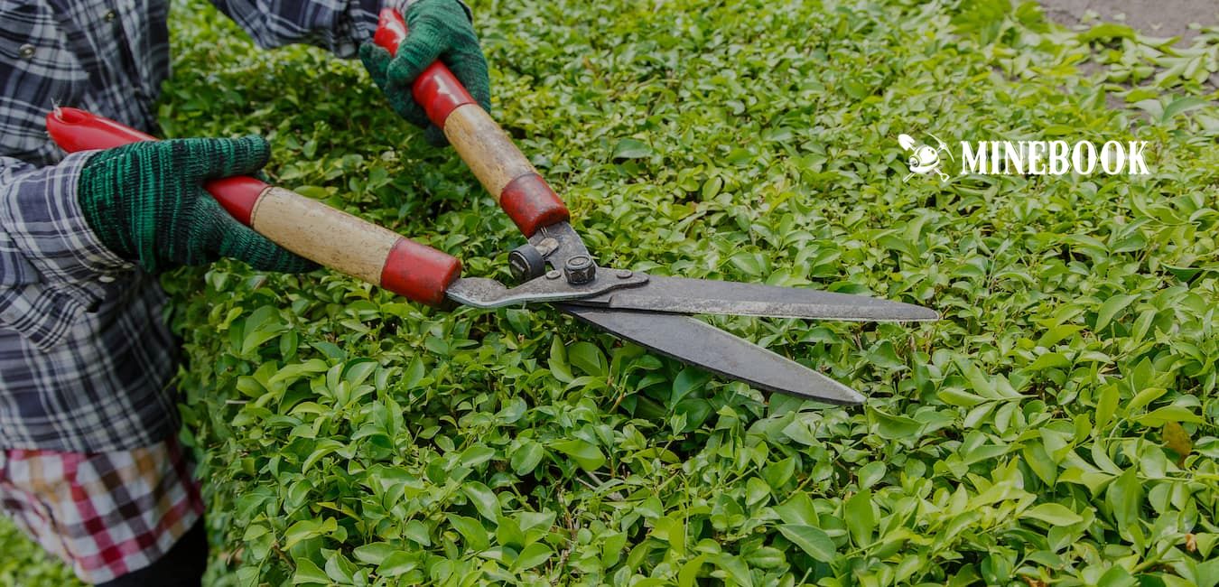 who is responsible for trees in a rented property